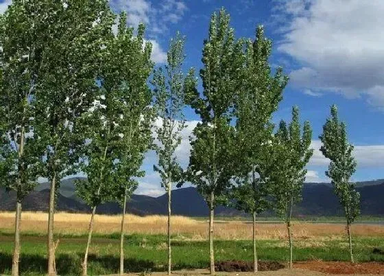 植物百科|白杨树开花吗 开花什么样子