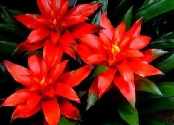 花期|水塔花花期时间 花期是什么时候