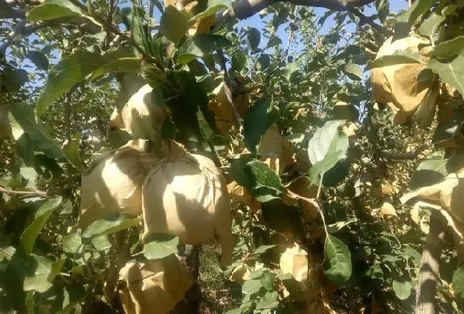 种植管理|苹果取袋子的最佳时间，苹果套袋后多长时间可以摘袋）