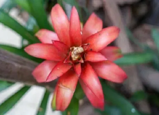 花期|水塔花花期时间 花期是什么时候