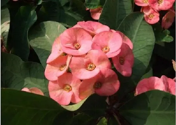植物浇水|麒麟花浇什么水好 长得更旺盛