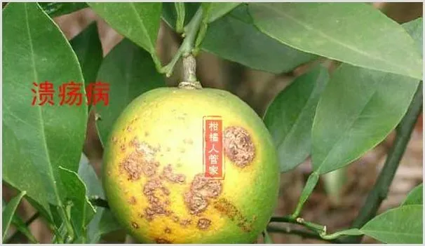 纽荷尔脐橙溃疡病用什么药最好防治 | 自然知识