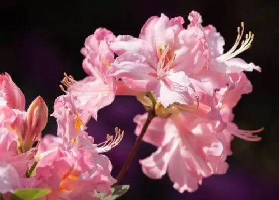 夏天植物|杜鹃花怎么度夏安全