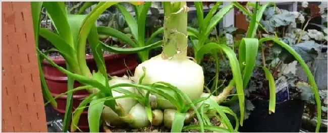 洋葱的家庭种植方法 | 农业技术