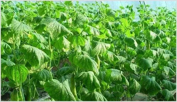 蔬菜萎蔫常见原因及防治方法 | 养殖技术