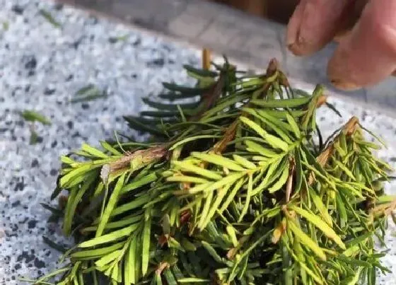 植物繁殖|红豆杉扦插繁殖方法和注意事项