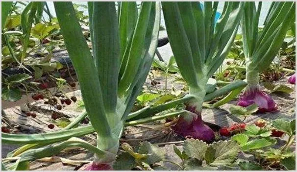 洋葱的家庭种植方法 | 农业技术
