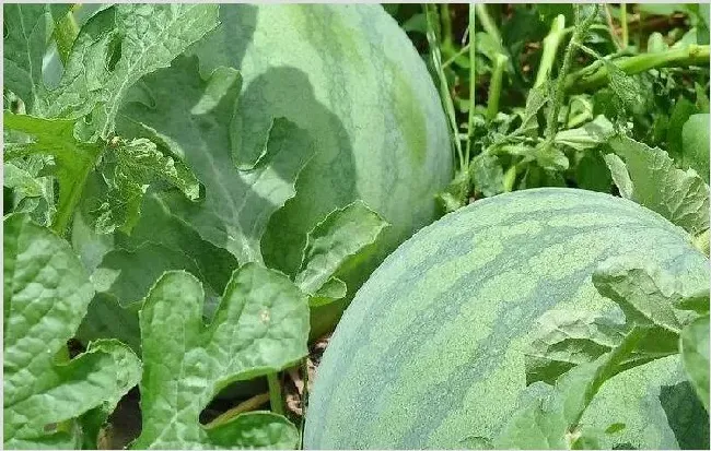 大田西瓜种植技术 大田西瓜的种植方法是什么？ | 农业科普