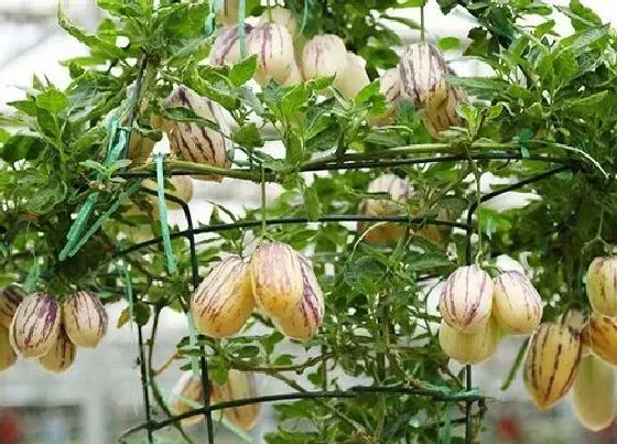 功效常识|草参的功效与作用及食用方法