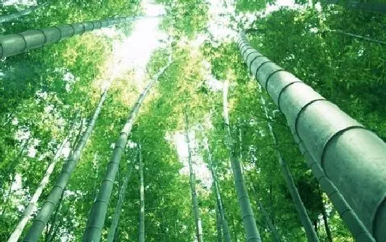 生长环境|竹子生长在哪里 喜欢长在什么地方