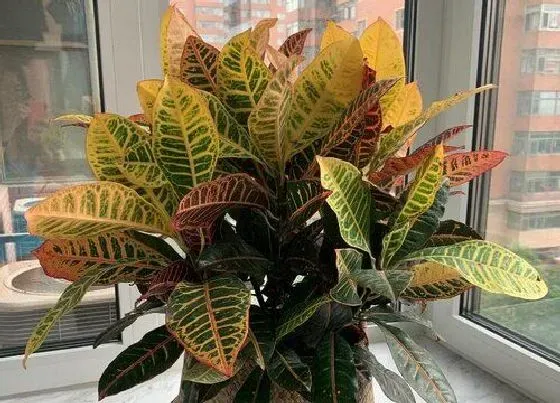 植物寓意|变叶木的风水寓意和摆放位置