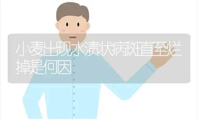小麦出现水渍状病斑直至烂掉是何因 | 粮油作物种植