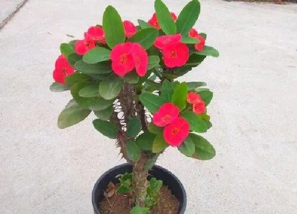 植物浇水|麒麟花多久浇一次水
