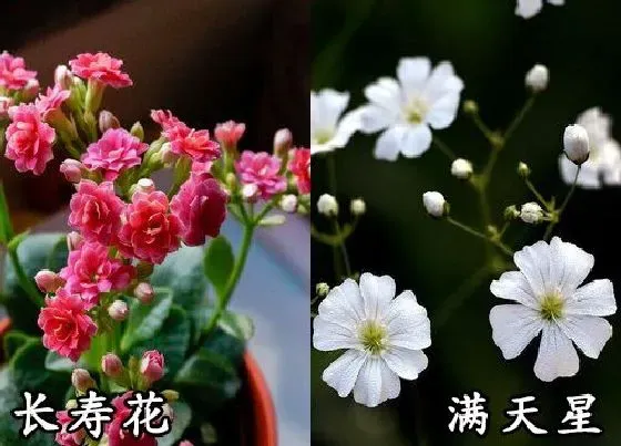 植物种类|长寿花和满天星是一种花吗