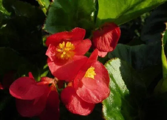 种植位置|海棠花可以种在院子里吗