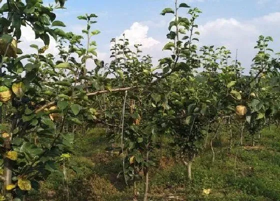 种植位置|门前可以种梨树吗