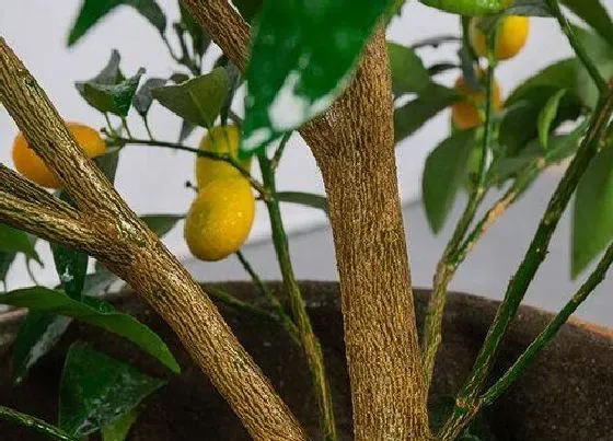 种植管理|金桔盆栽种植方法和注意事项