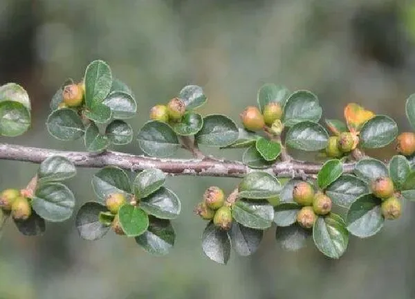 植物移栽|荀子上盆时间与养护方法