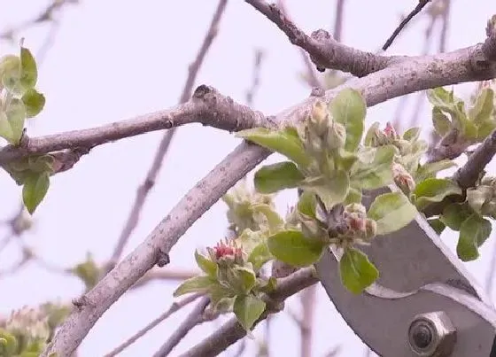 植物修剪|苹果盆栽怎么修剪方法