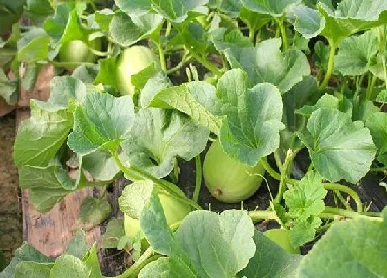 种植管理|露天香瓜几月份种植合适