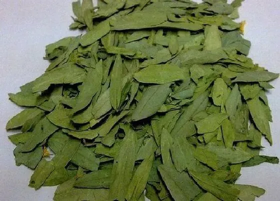 叶子|番泻叶是什么树的叶子