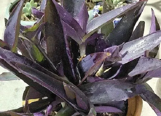 冬天植物|紫竹耐寒吗