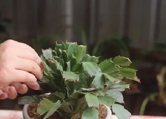 植物修剪|蟹爪兰什么时候剪枝合适