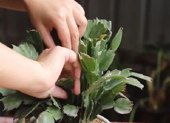 植物修剪|蟹爪兰什么时候剪枝合适