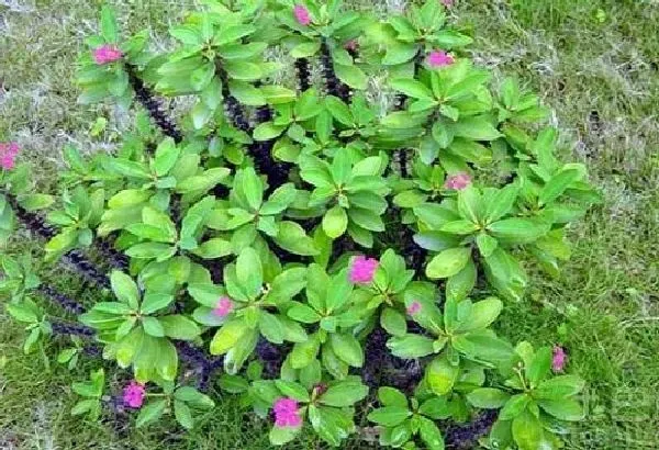 植物浇水|麒麟花浇什么水好 长得更旺盛