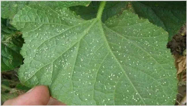 黄瓜白粉虱的防治方法 | 种植技术