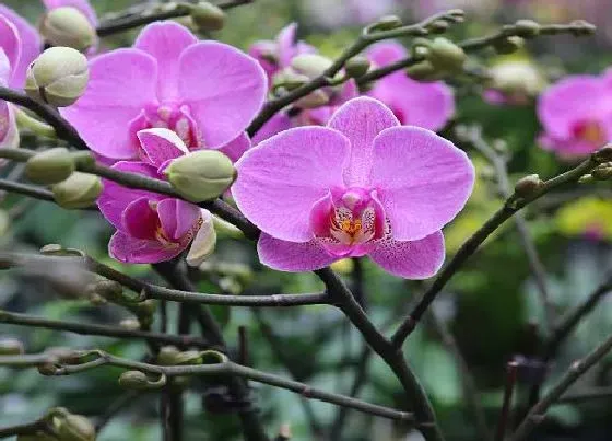 植物排行|兰花什么品种最好最名贵 兰花最贵的品种排名