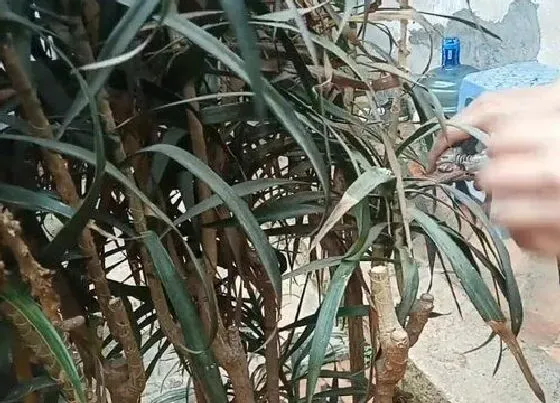 植物修剪|散尾竹怎么修剪方法