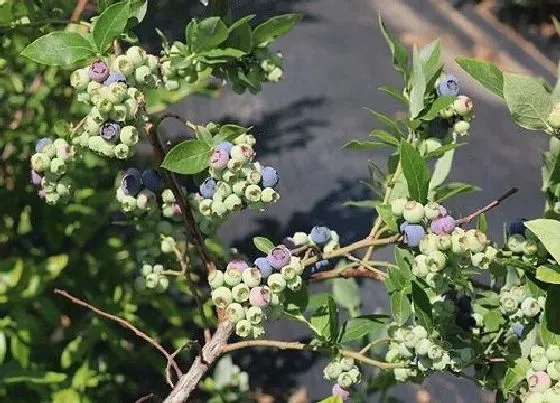 开花时间|蓝莓树几月份开花结果