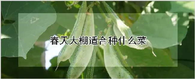 春天大棚适合种什么菜 | 自然知识