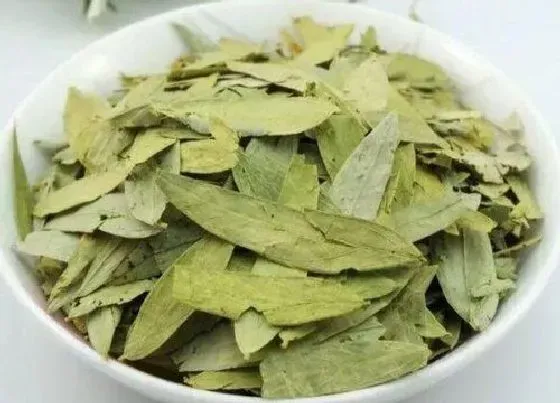 叶子|番泻叶是什么树的叶子