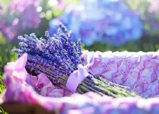 送花|结婚纪念日送什么花 周年纪念适合给老婆的四种鲜花