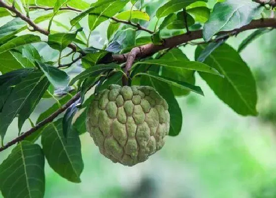 种植管理|陕西可以种荔枝吗