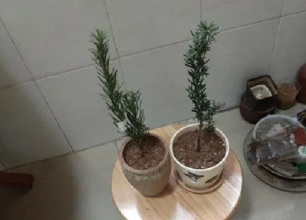 植物移栽|红豆杉什么时候换盆好