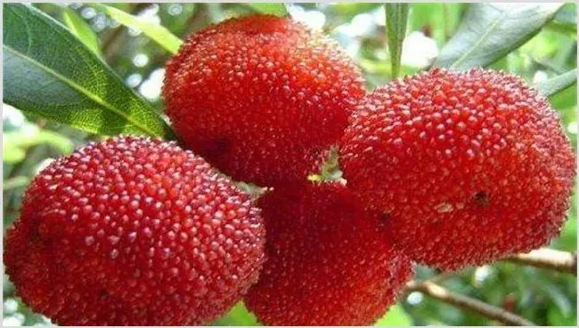 杨梅果园管理技术 | 种植资料