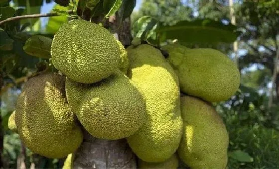 种植管理|菠萝蜜的种子可以种吗 什么时候种