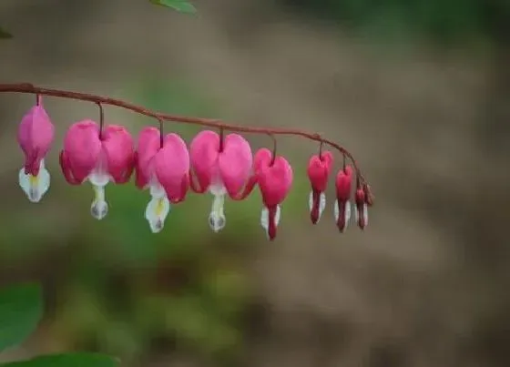 植物百科|北方耐阴花卉有哪些