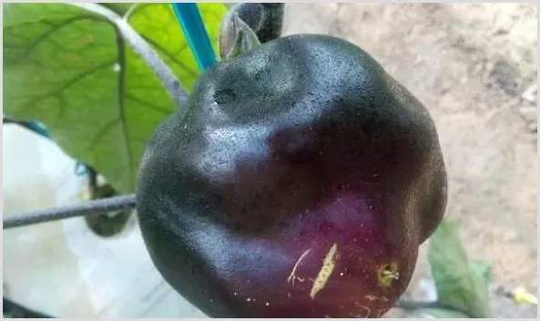 茄子畸形的种类及防治 | 种植施肥