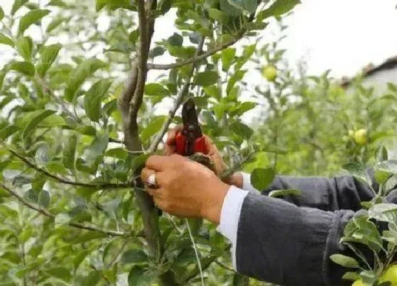 植物修剪|苹果树怎么修剪方法