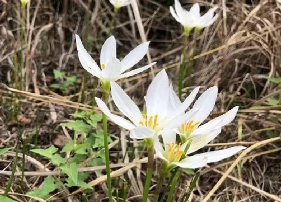 不开花|韭菜莲为什么不开花