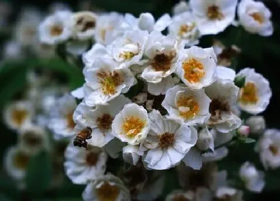 植物寓意|茶蘼花的寓意和象征