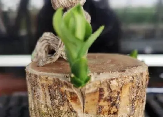 植物寓意|巴西木代表什么象征意义 在风水上的寓意是什么