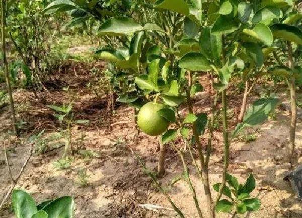 植物移栽|柚子树什么时候移栽好