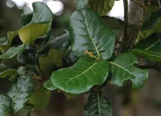植物寓意|硬叶林代表植物 常绿硬叶林的叶片特点