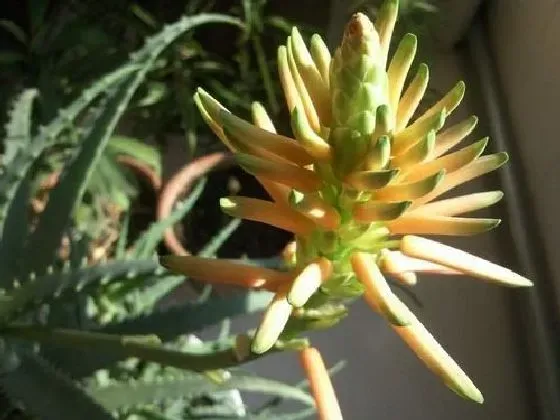 植物百科|芦荟开花好不好 开花的风水寓意