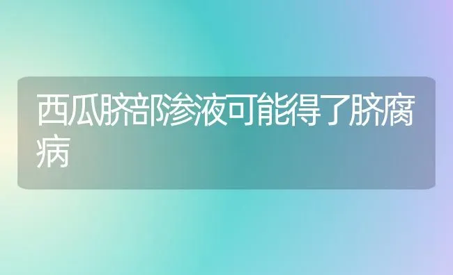 西瓜脐部渗液可能得了脐腐病 | 瓜果种植